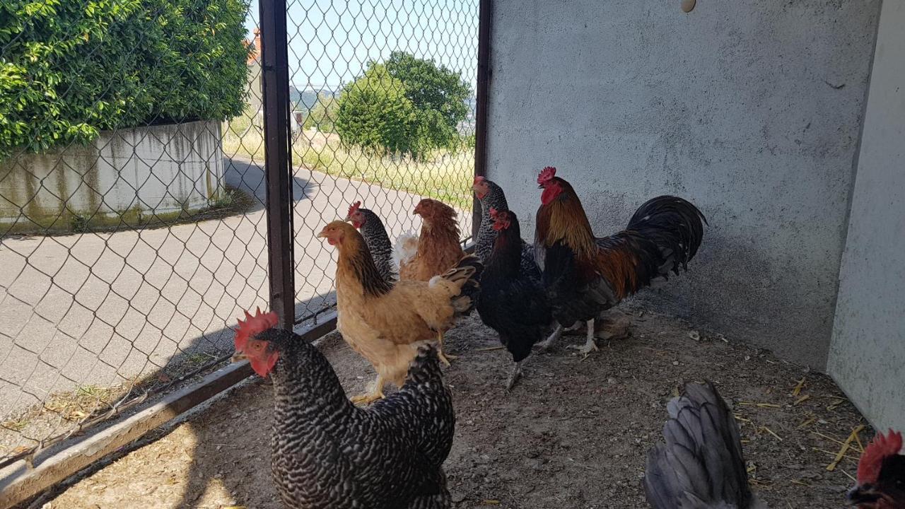 Apartma PANORAMA Marezige Bagian luar foto